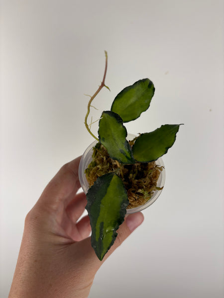 Hoya caudata variegated