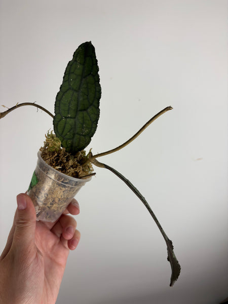 hoya clemensiorum black