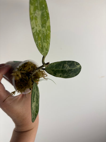 hoya elliptica splash C