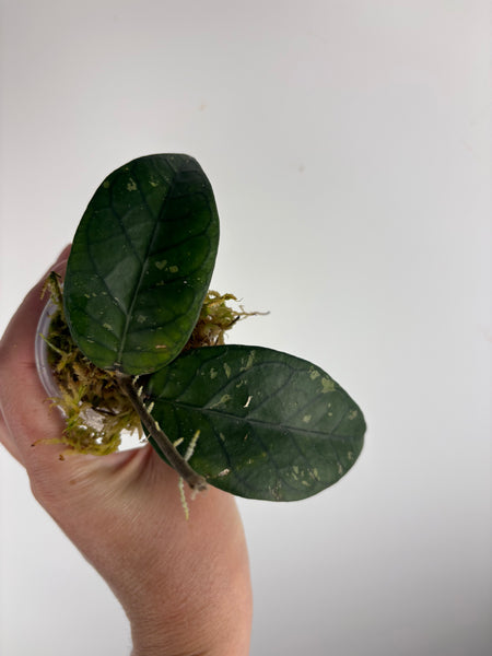 Hoya dragon heart C