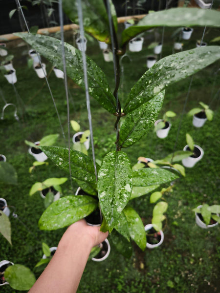 Hoya Sp aceh yoru unacclimated