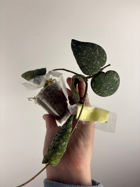 hoya cinnamomifolia x imbricata A