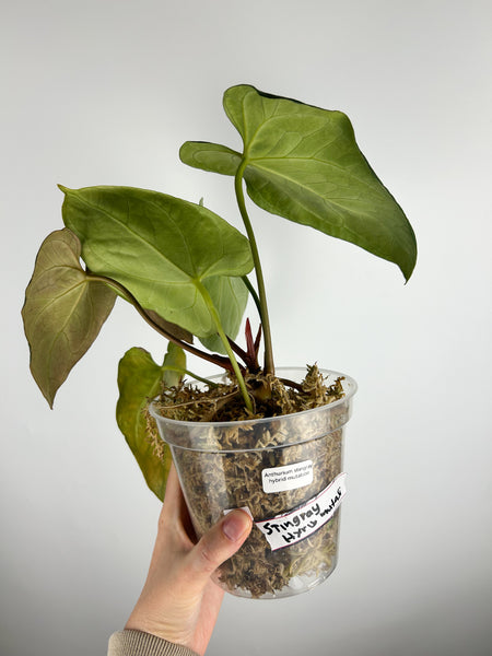 Anthurium stingray hybrid mutation