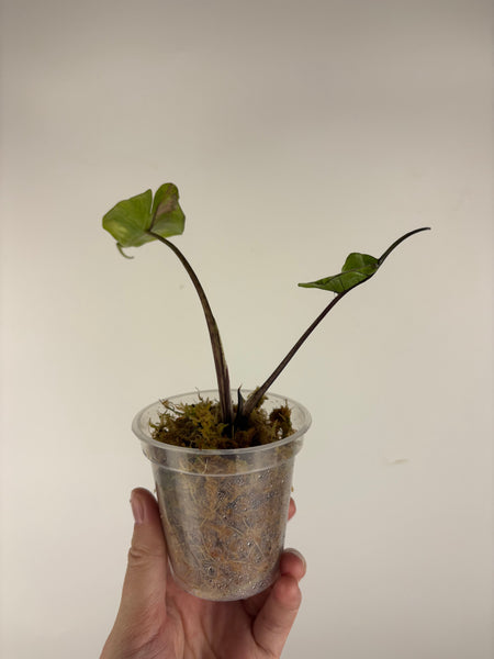 Alocasia stingray albo pink variegated