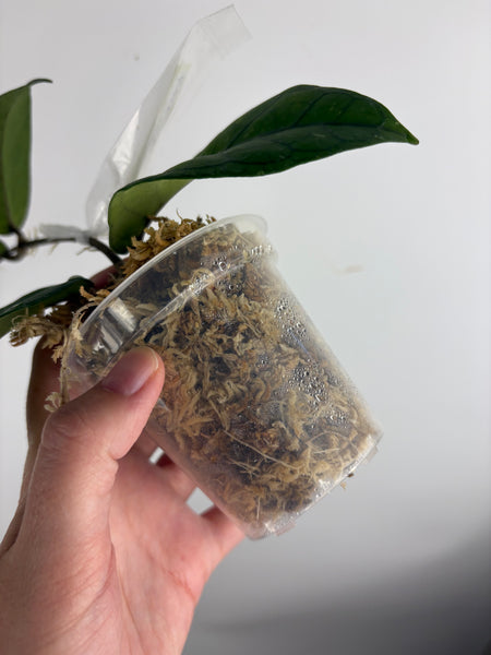 Hoya dragon heart