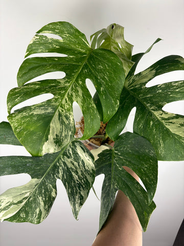 Monstera albo 1