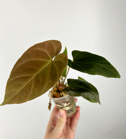 Anthurium hoffmannii x papi C