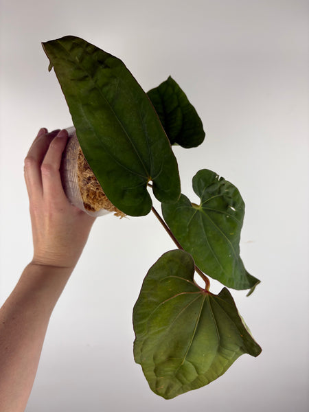 Anthurium magnificum x red dark phoenix
