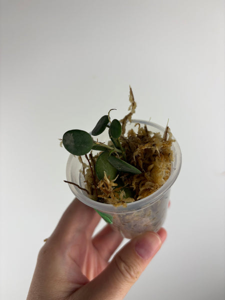 Hoya Serpens A2