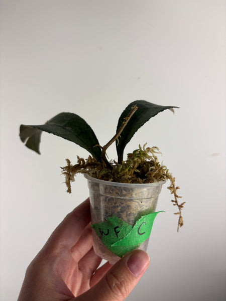 hoya clemensiorum waterfall C