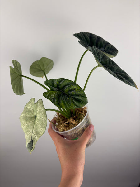 Alocasia Sinuata Albo Var A