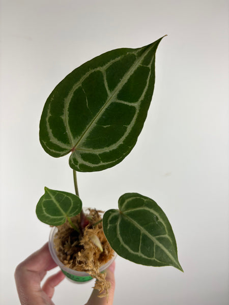 Anthurium black crystal x red crystal B