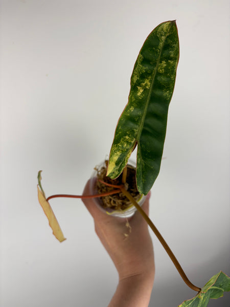 Philodendron billietiae variegated C