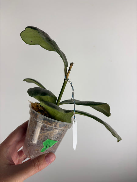 Hoya Chang dao silver D