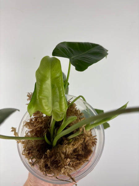 Philodendron burle Marx x verde 2