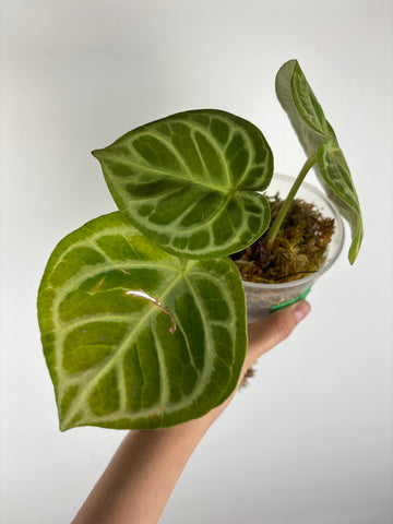 Anthurium red tiger 6