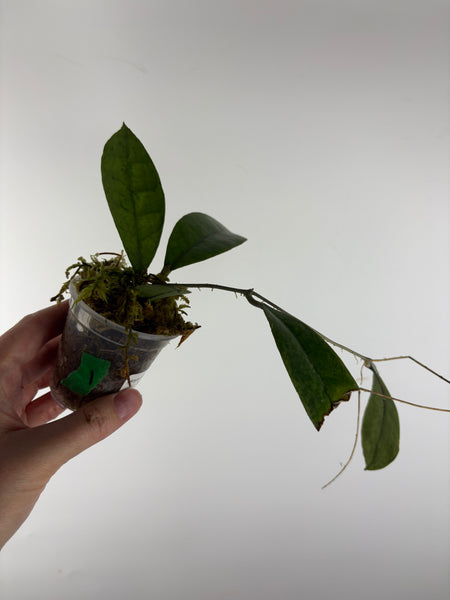 Hoya aff forbesii silver 1