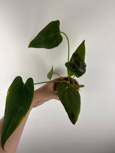 Anthurium Fort Sherman x legend