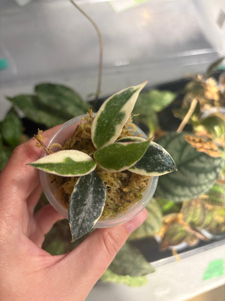 Hoya lacunosa ‘princess lumina’ cutting
