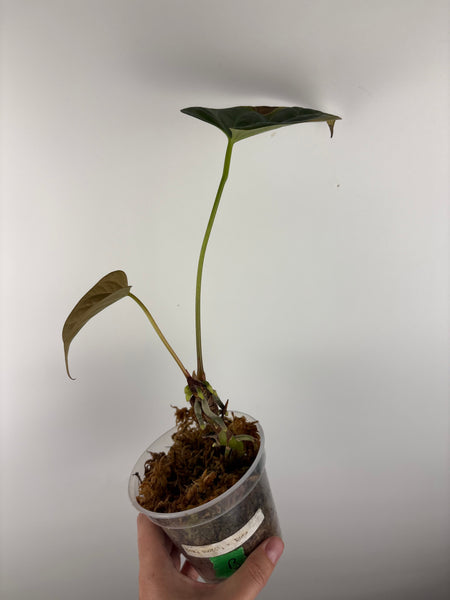 Anthurium black sweet x dorayaki as is