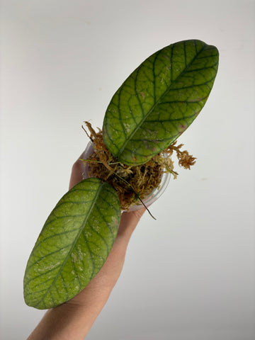 Hoya Meredithii Sp Aceh 2A