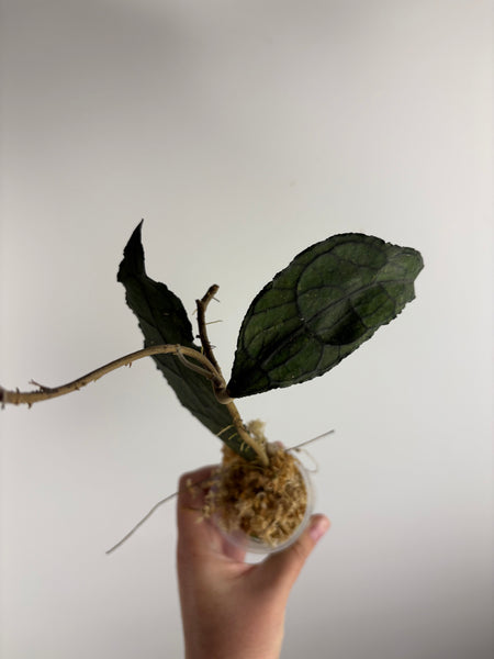 hoya clemensiorum black A