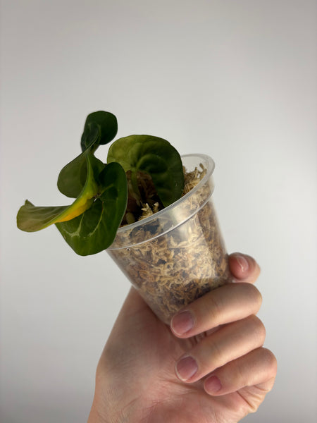 Anthurium crystallinum twister