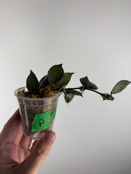 Hoya Lacunosa Black Aurora A