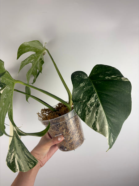 Monstera albo 8