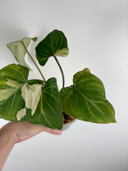 Philodendron gloriosum variegated small plant B
