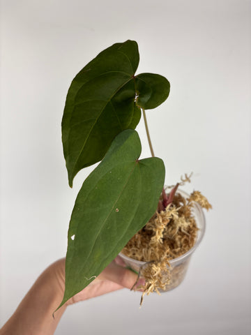 Anthurium velvet mask x papillilaminum 5 as is