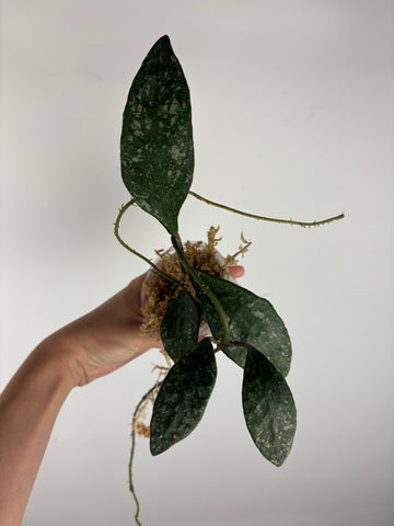Hoya rundumensis splash 10