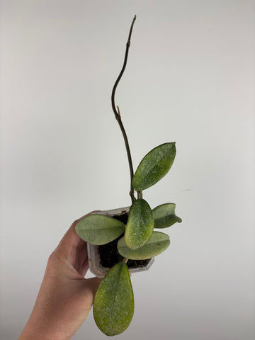 Hoya nova ghost
