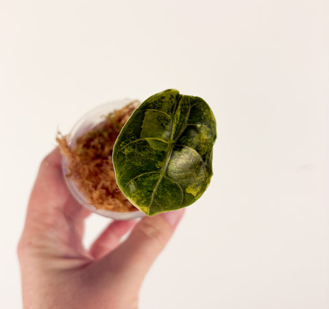 Alocasia Azlanii aurea