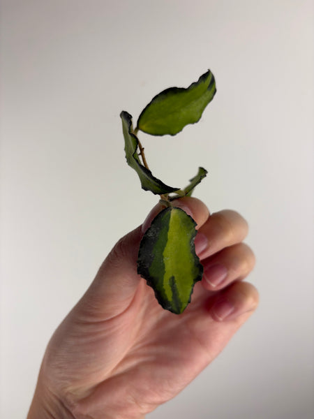 Hoya caudata variegated cutting
