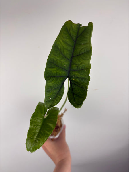 Alocasia olanii