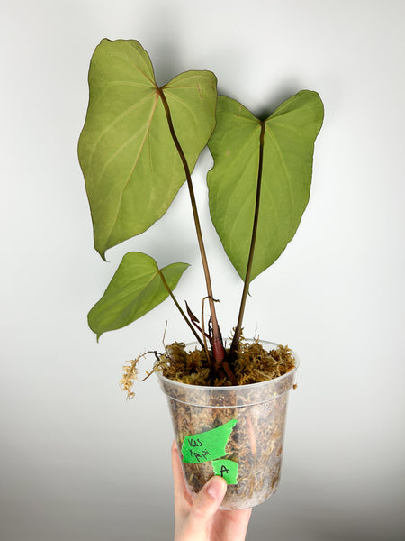 Anthurium King of Spades x papillilaminum A