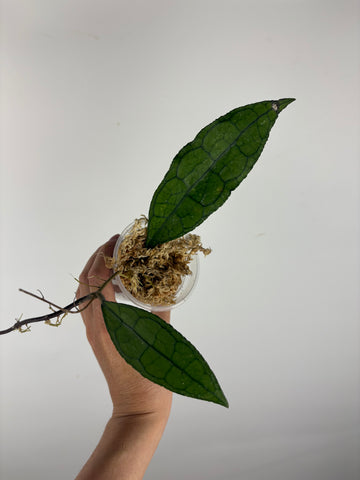 Hoya Clemensiorum sp aceh 2