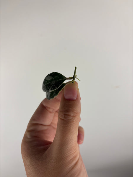 Hoya lacunosa ‘princess lumina’ C cutting