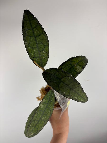 hoya clemensiorum crocodile F