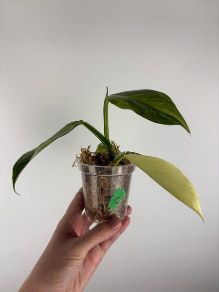 Philodendron silver sword variegated C top cut