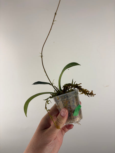 Hoya sp kalbar round leaf 1