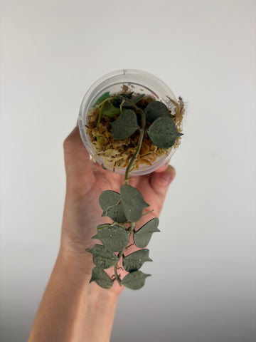 Hoya curtisii silver 4