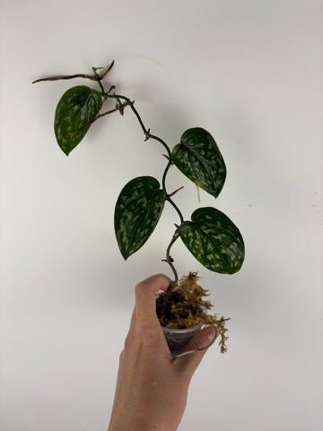 Scindapsus snake scale