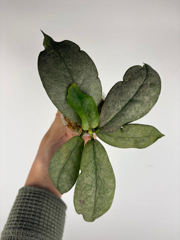 Hoya mitrata silver sp kapuas hulu 10