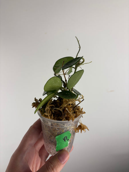 Hoya Mathilde splash B
