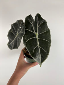 Alocasia Watsoniana Red Vein 4 inch