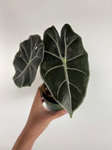 Alocasia Watsoniana Red Vein 4 inch