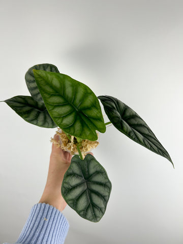 Alocasia baginda from Indonesia A