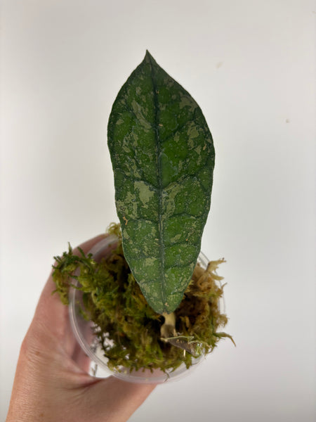Hoya Clemensiorum
bukit endau silver bottom cut